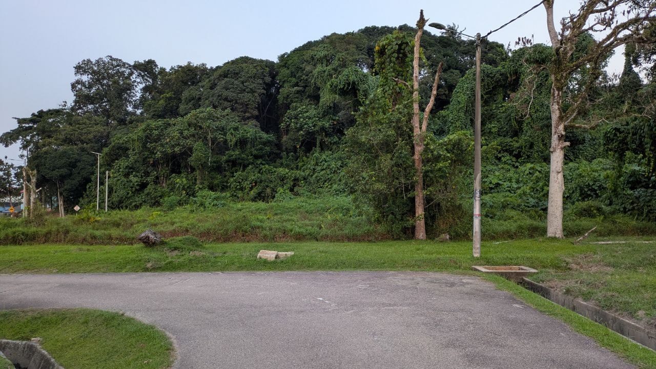 Dense growth right behind the kerb, a strip of grass and a power pole in front.