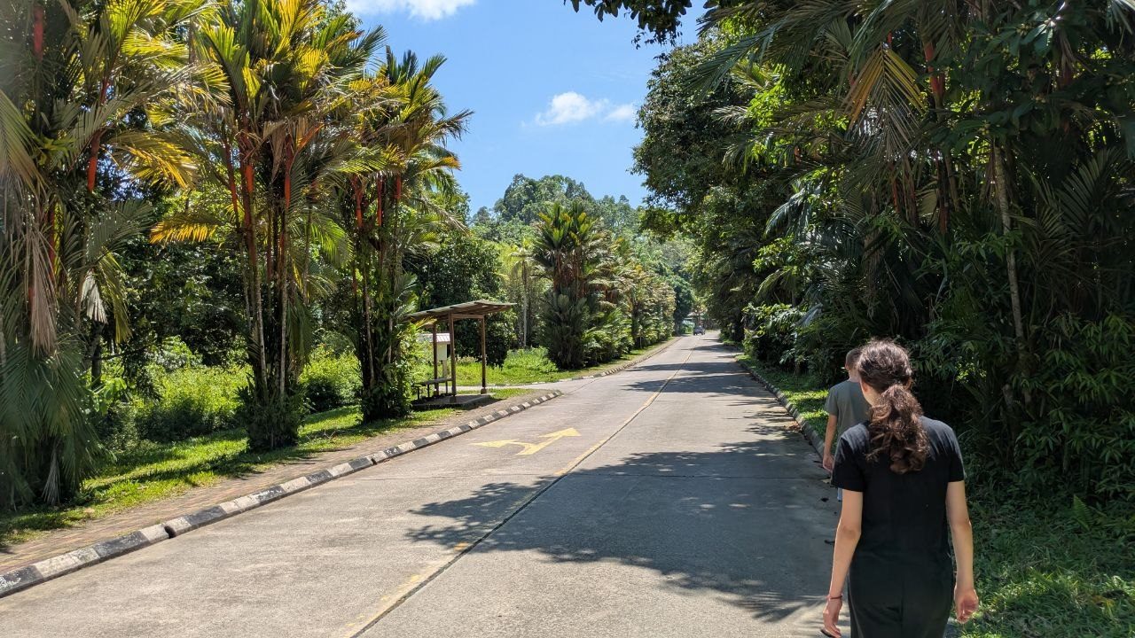 A paved road between dense greenery, on the left palms with red leaf stalks and an open roadside shelter, on the right rainforest; a yellow direction arrow on the tarmac, two people walking along the road.