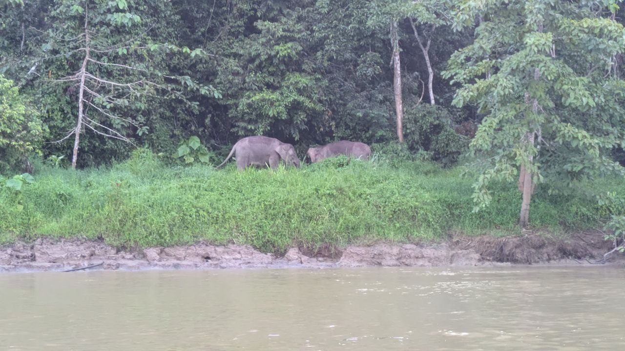 Two grey Borneo pygmy elephants stand in tall grass on a broken clay bank above a muddy brown river, dense green rainforest behind them.