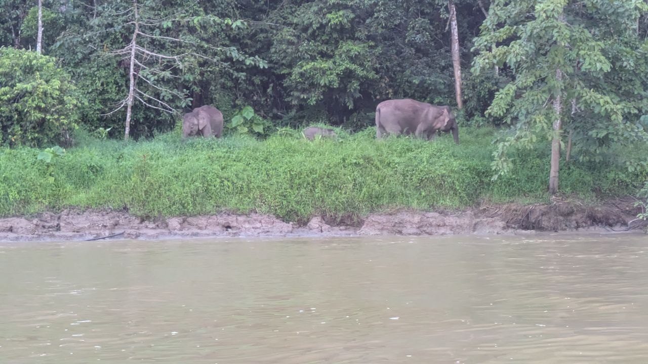 The same stretch of bank with three elephants: an adult on the left, a distinctly smaller calf in the middle, a large animal on the right with its head down in the grass.