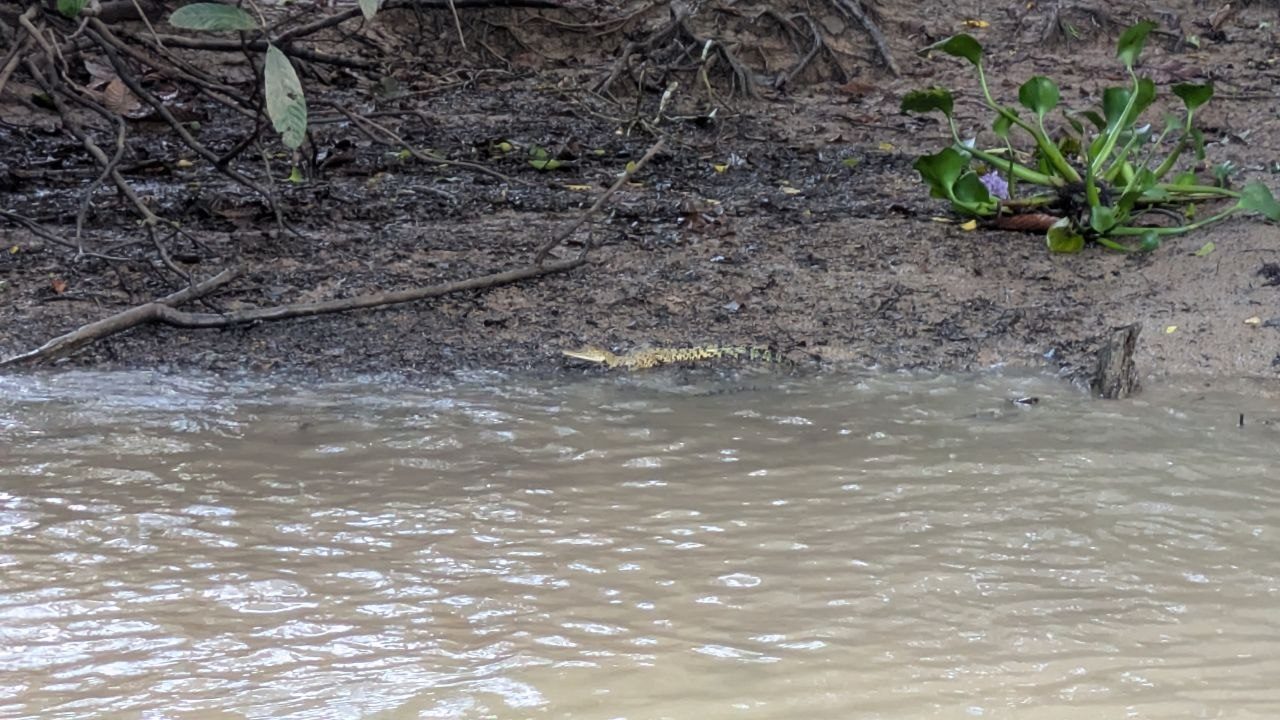 At the muddy edge of a brown river a crocodile lies almost fully submerged, only the narrow head showing; a flowering water hyacinth to the right, dry branches above.