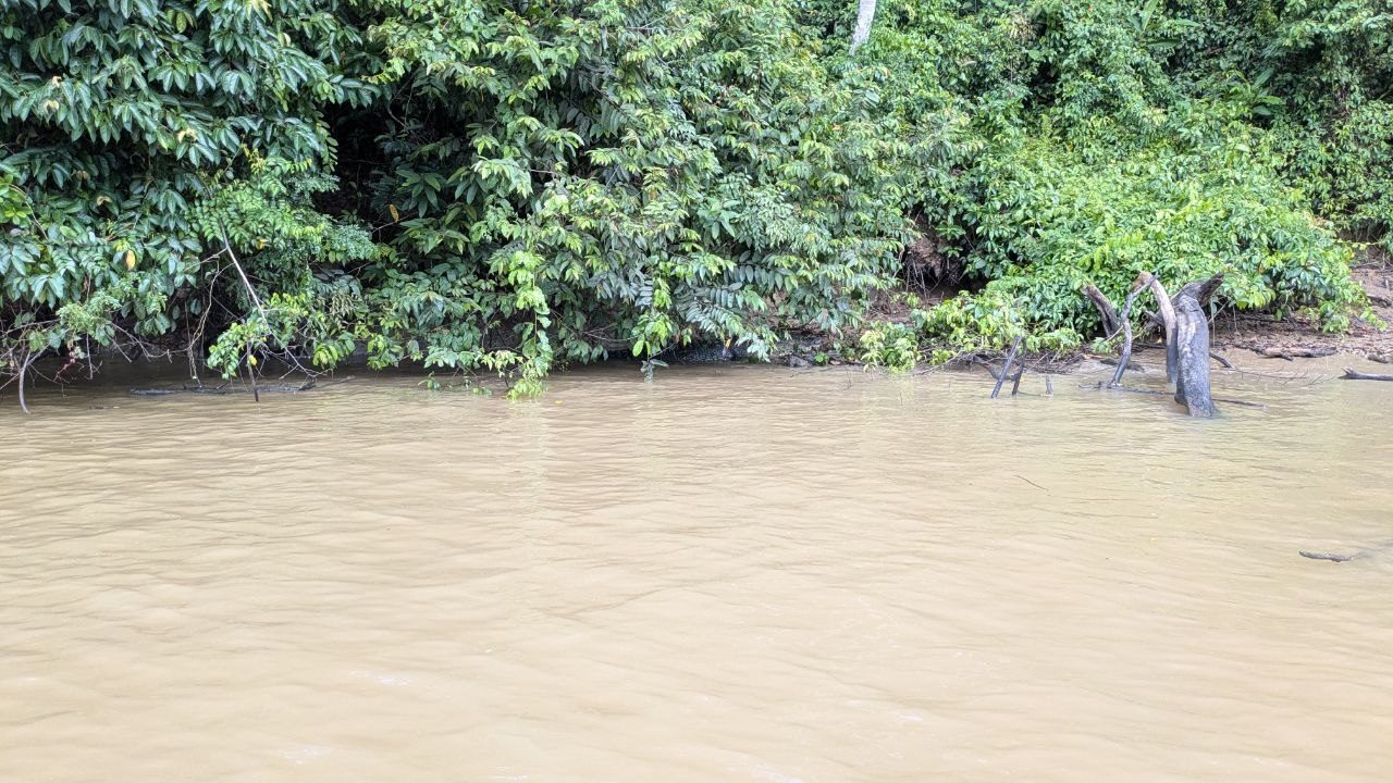 Muddy brown river with dense green forest along the bank, dead branches and a tree stump breaking the surface.
