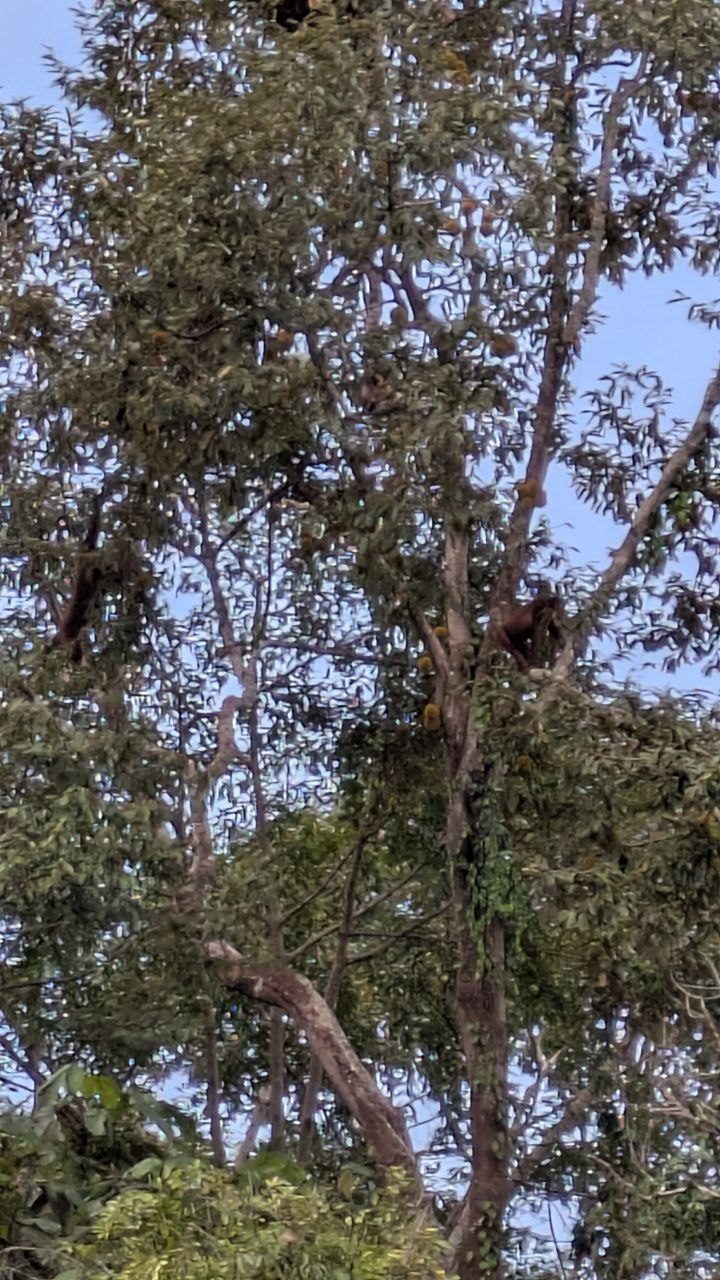 The same tree from another angle, dense branches against the sky, a reddish-brown patch among the leaves right of centre.