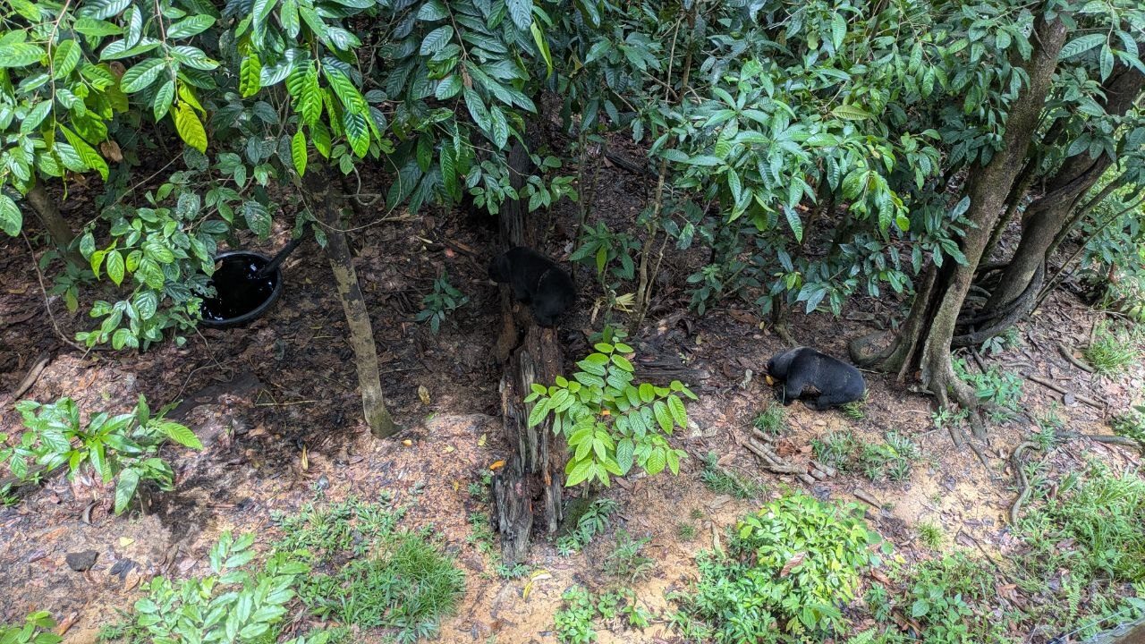 Looking down onto an open forest floor: on the left a black sun bear climbs a rotten tree stump, on the right a second lies on the ground feeding; a black plastic water tub at the left of the frame.