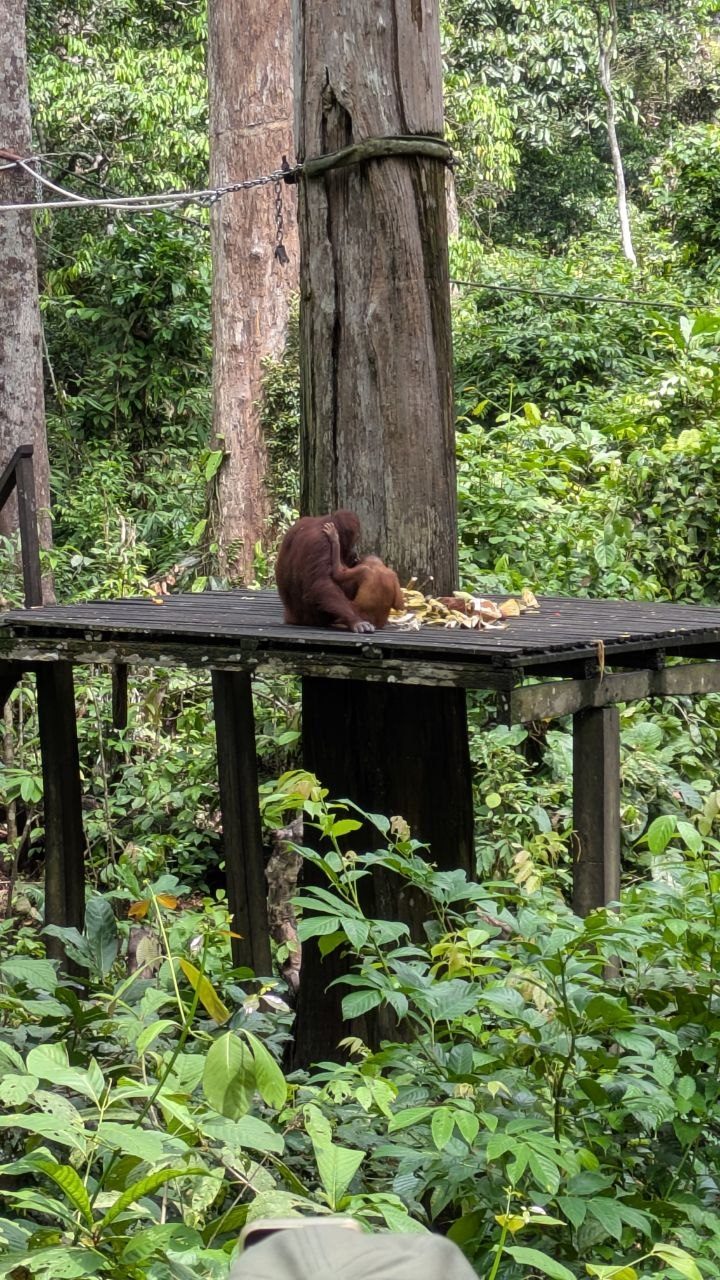 A reddish-brown orangutan sits on a black timber platform on posts in the forest, fruit and leaves spread in front of it; steel cables run from the platform to the surrounding trees, the edge of a visitor's cap at the bottom of the picture.