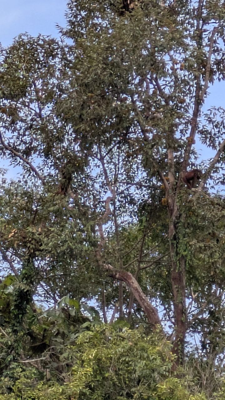 Looking up into a tall fruiting tree against blue sky; top right, indistinct among the branches, the reddish-brown shape of an animal.