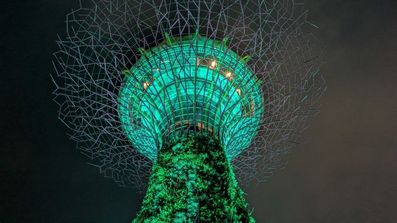 A single Supertree from below, its canopy lit green from the inside.