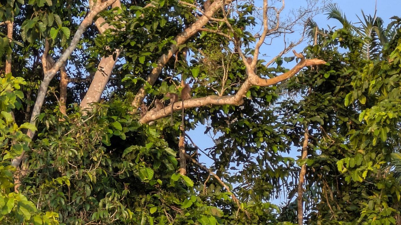Looking up into the treetops on the riverbank: three brownish monkeys sit on a bare horizontal branch, another sits to the right on a neighbouring branch, surrounded by dense green foliage and blue sky.