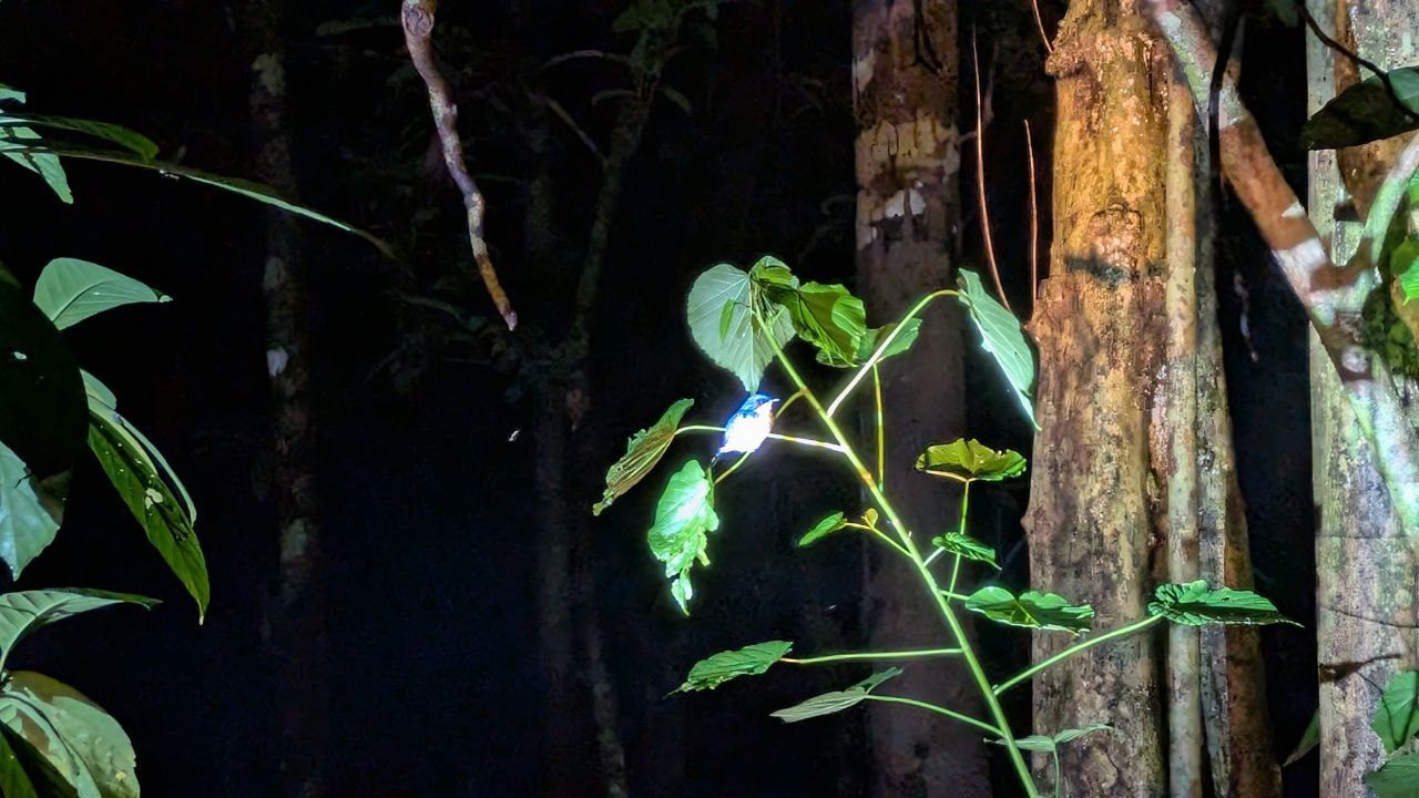 Night shot in flashlight: a small bird with a bright blue back and white breast sits on a slender green shoot, surrounded by dark foliage and the trunks of the forest.