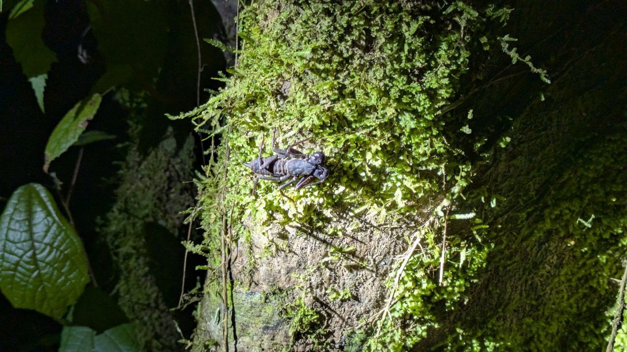 A deep black whip scorpion on a densely mossed tree trunk at night under flash; the heavy grasping arms at the front, the segmented abdomen and one long thread-thin pair of legs feeling ahead are clearly visible.
