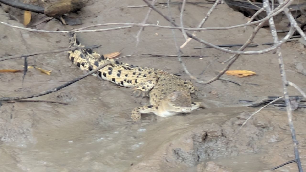 A young, palely banded crocodile lies stretched out on wet bank mud between thin twigs, head turned towards the camera, legs splayed to the sides.