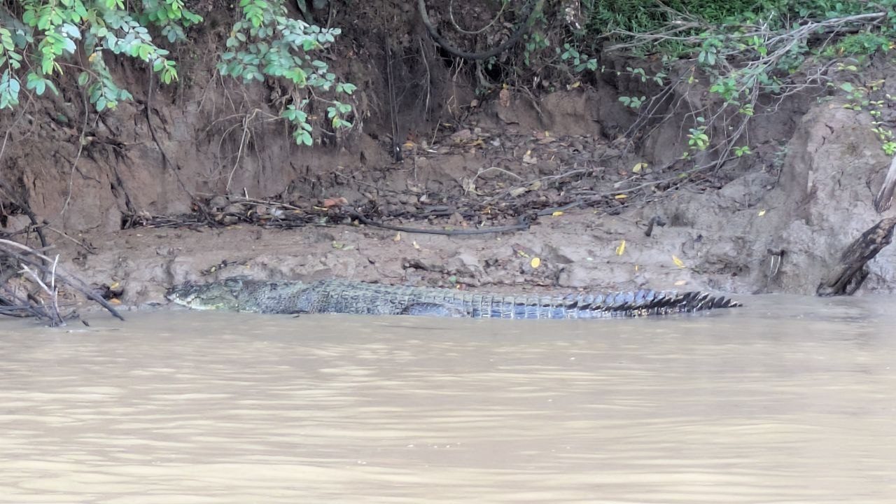 A large crocodile lies on wet mud at the foot of a steep clay bank, half in the brown river water; its armoured back and serrated tail run across half the frame.