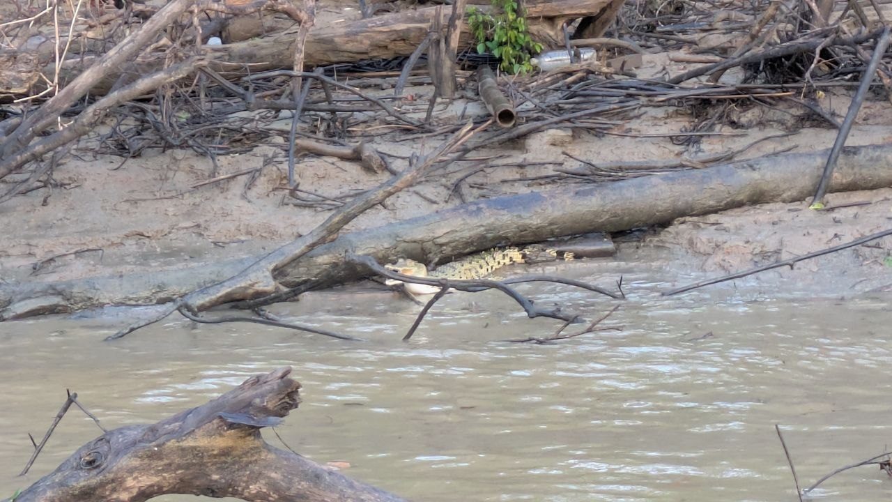 A crocodile lies with its mouth wide open on a pale driftwood log at the muddy bank; the clay-brown water in front, dead branches all around.