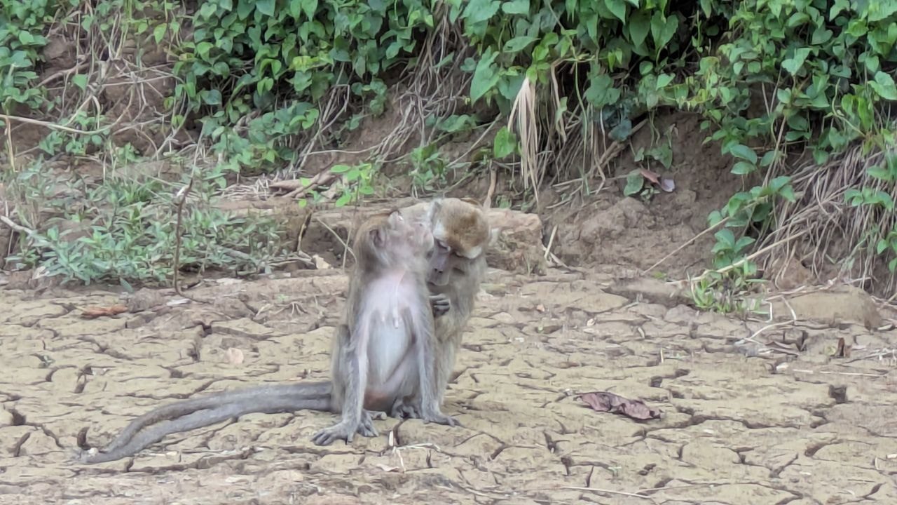 Two long-tailed macaques sit on a cracked, dried-out clay surface at the river's edge; the right-hand animal leans against the left one and grooms its neck, with dense green bank scrub behind.
