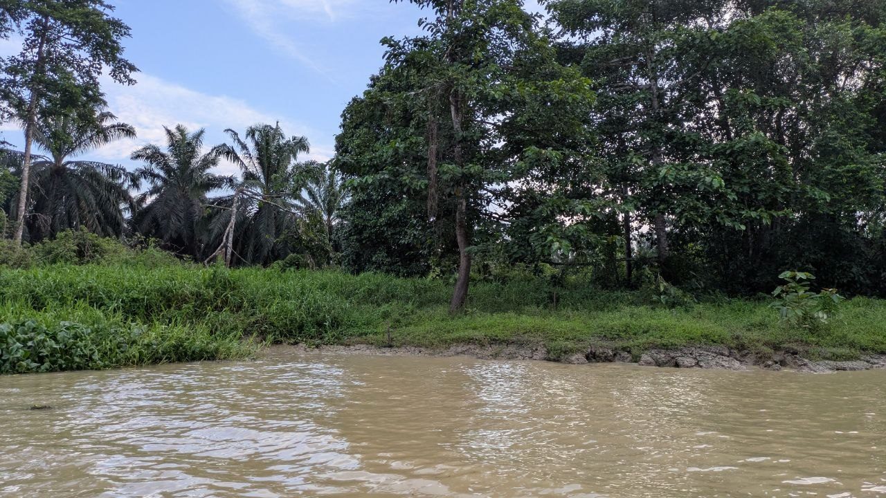 A riverbank of green grass and scrub, tall broadleaf forest behind on the right, and on the left a row of oil palms with their feathered fronds against a blue sky.