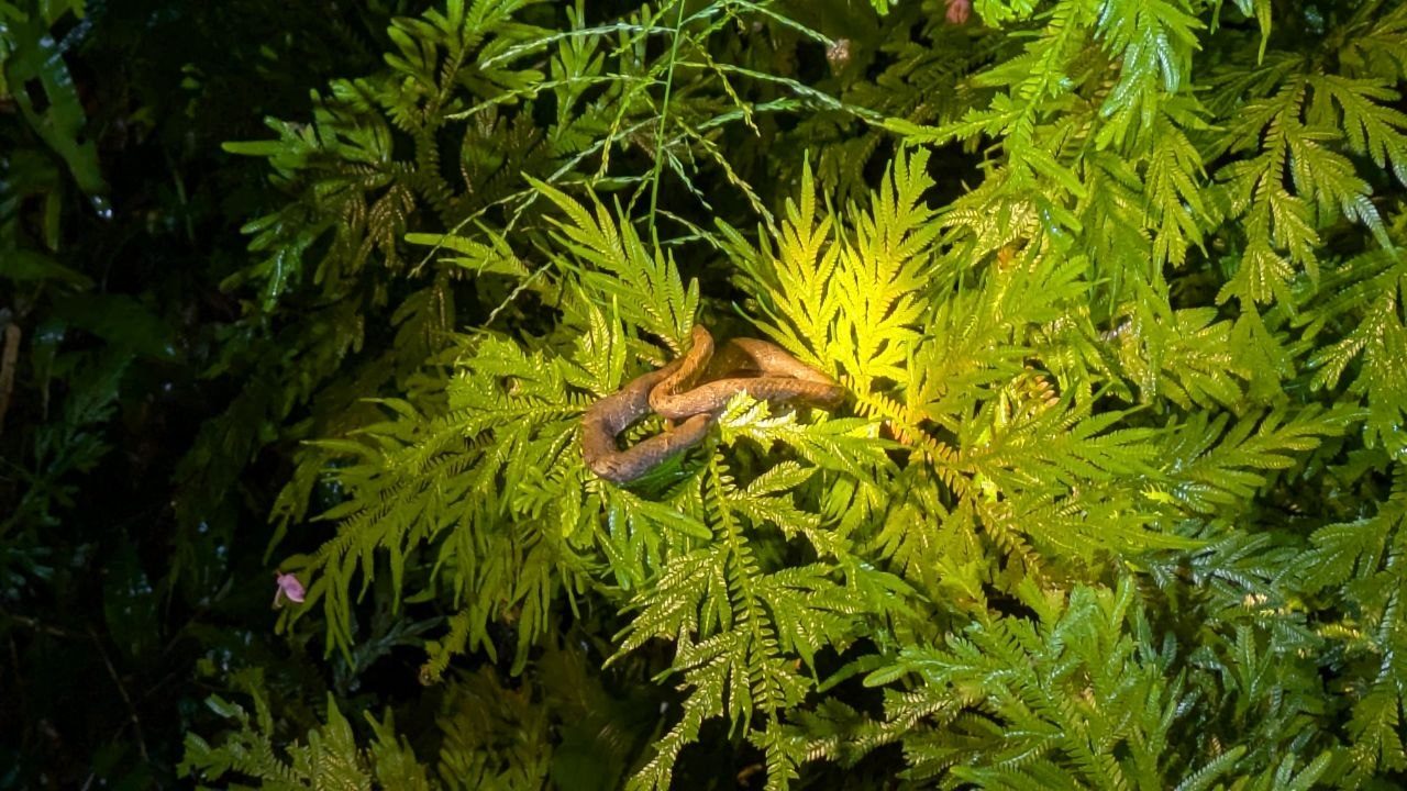 A slender pale-brown snake lies at night in several coils on a dense, light-green cushion of ferns, lit by a torch.