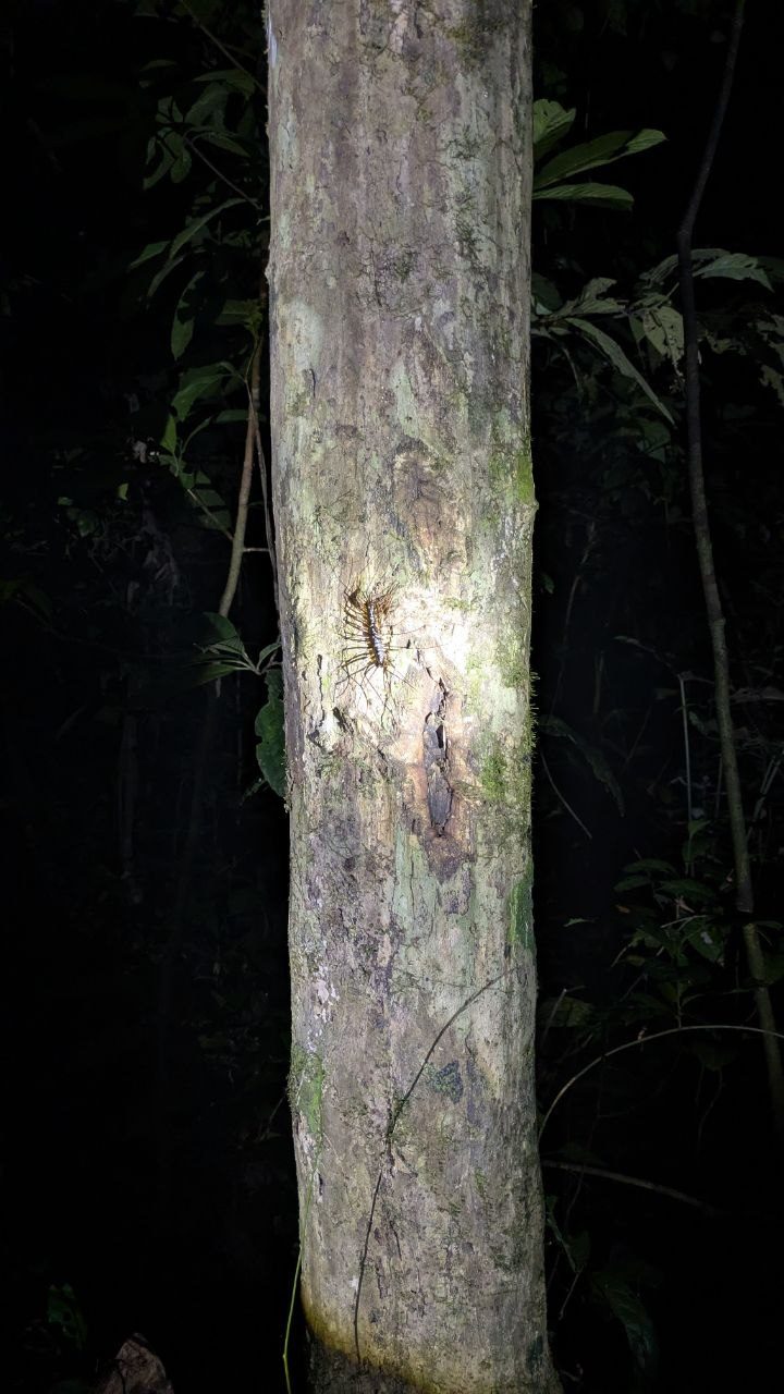 A house centipede with long, thin, dark-banded legs sits out in the open at night on the pale bark of a tree trunk, lit by a torch; the forest around it is dark.
