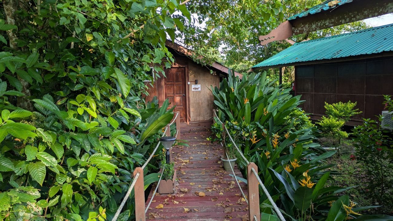 A narrow wooden walkway with a rope handrail leads through dense greenery towards two chalets with green corrugated-iron roofs and dark timber walls; yellow leaf litter covers the boards and a small solar lamp stands on the left-hand post.