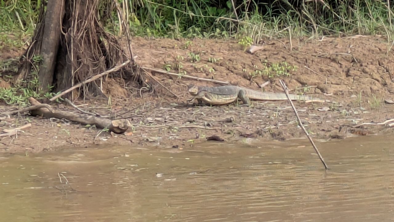 A large pale-banded monitor lizard walks across an exposed mudbank at the river's edge, between driftwood and roots; the brown river water in the foreground, bank grass above.