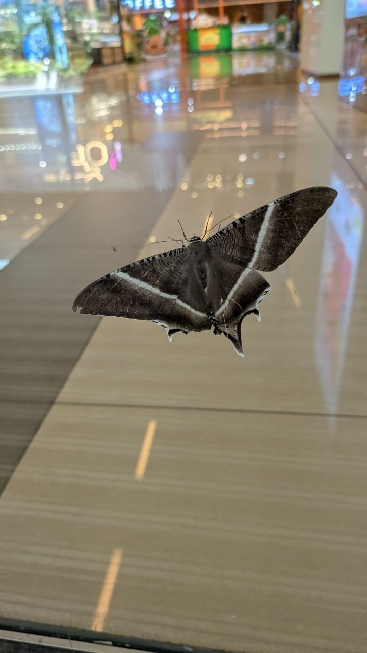 A large grey-brown moth with a pale cross band on the polished stone floor of a shopping centre.