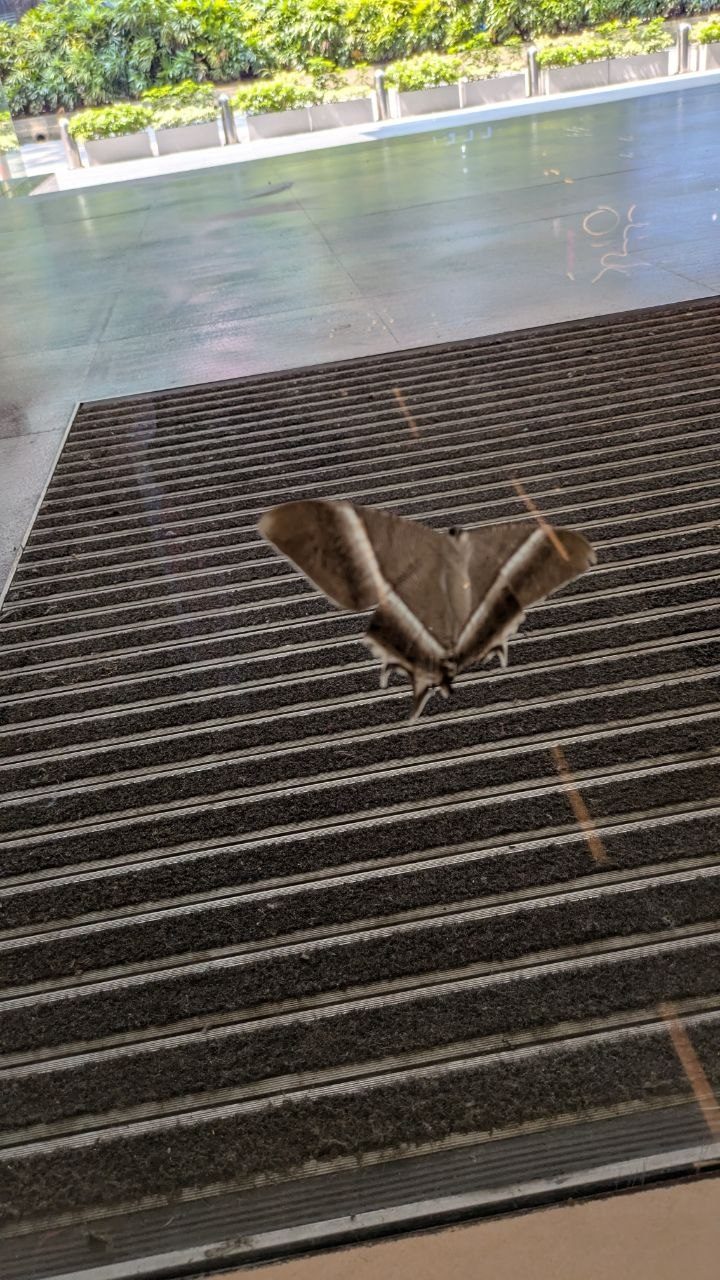 The same moth outside on the ribbed doormat at the shopping centre entrance.