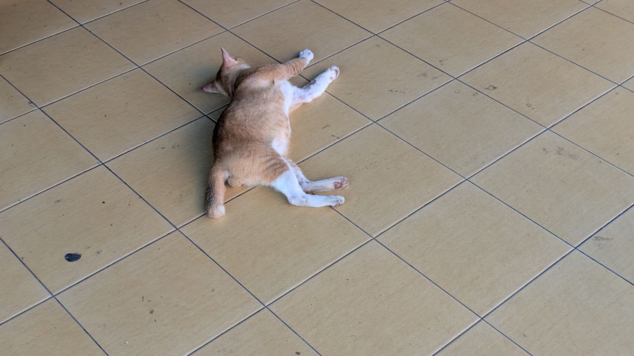A ginger-and-white cat asleep, stretched out across a tiled floor.