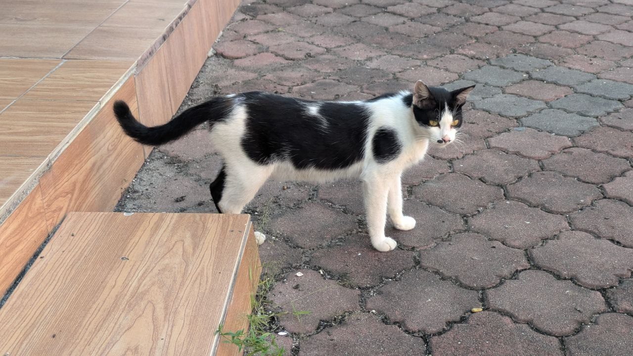 A black-and-white cat walking along the paving at the roadside.