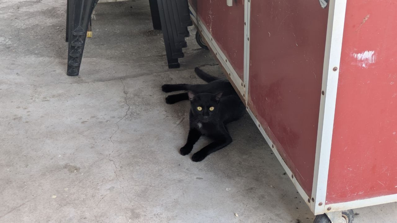 A black cat lying in the shade under a market cart.