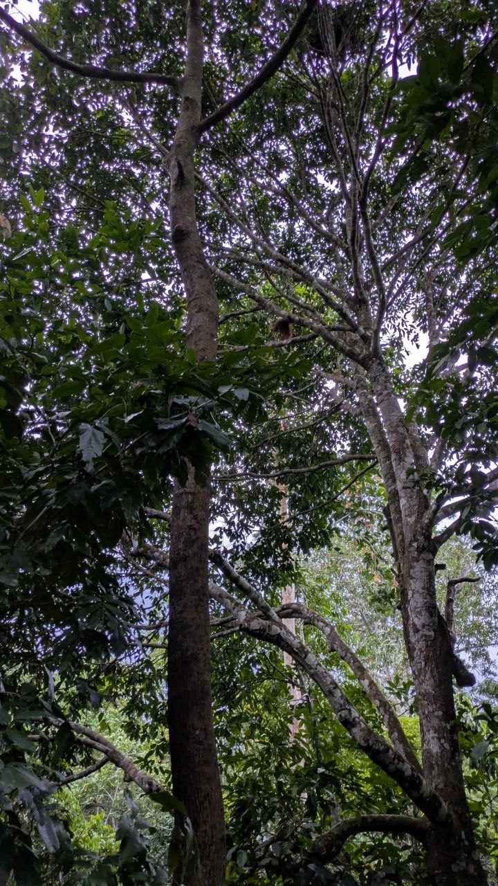 A view straight up from the ground into two tall trunks and their leaf canopy, bright sky light coming through the gaps.