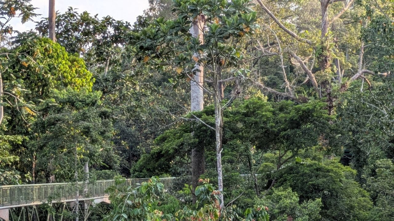 The canopy walkway seen from the side, half hidden by foliage; the deck enters the frame at the lower left, with a dense canopy and a few tall bare branches in front of and behind it.