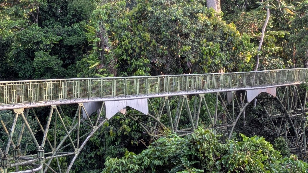 A green-painted steel walkway runs through the rainforest at canopy height, carried by slender cross-braced tubular towers; the railing is wire mesh, and the forest drops away steeply beneath the deck.