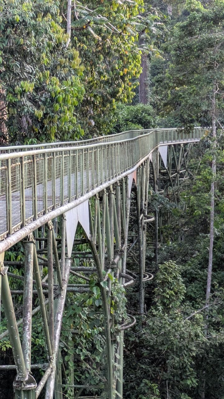 View from a tower onto the canopy walkway: the deck curves gently to the right and disappears between the crowns, its supports standing in several tiers in the undergrowth below.