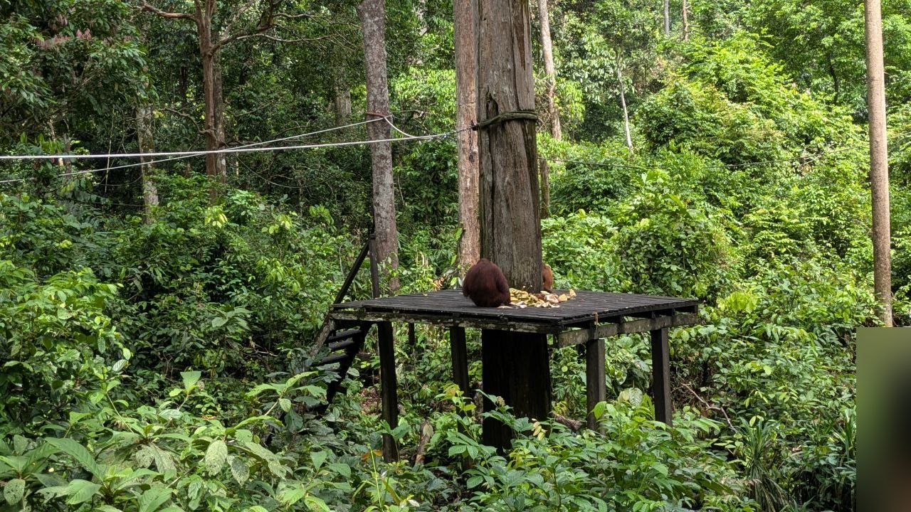 A wooden feeding platform on stilts in the middle of the rainforest, bananas lying on the boards; two red-brown orangutans sit at the fruit, and a rope is strung across the platform between the trees.