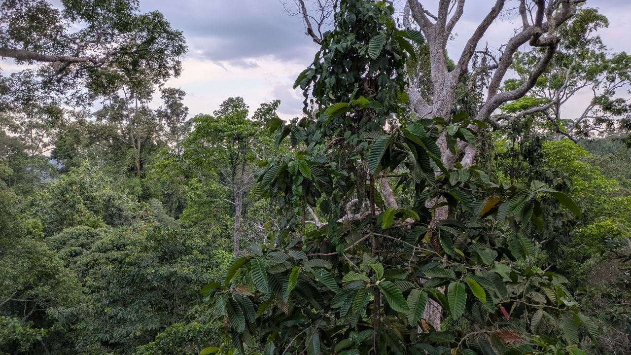 Tree crowns against a cloudy dusk sky; on the right a tall tree with a pale trunk and wide-spreading branches, dense dark foliage to the left and below.