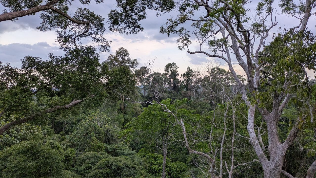 A wide view over the crowns shortly after sunset, the sky grey-pink and cloudy, a pale almost leafless tree in the right foreground and forested ridges to the horizon.