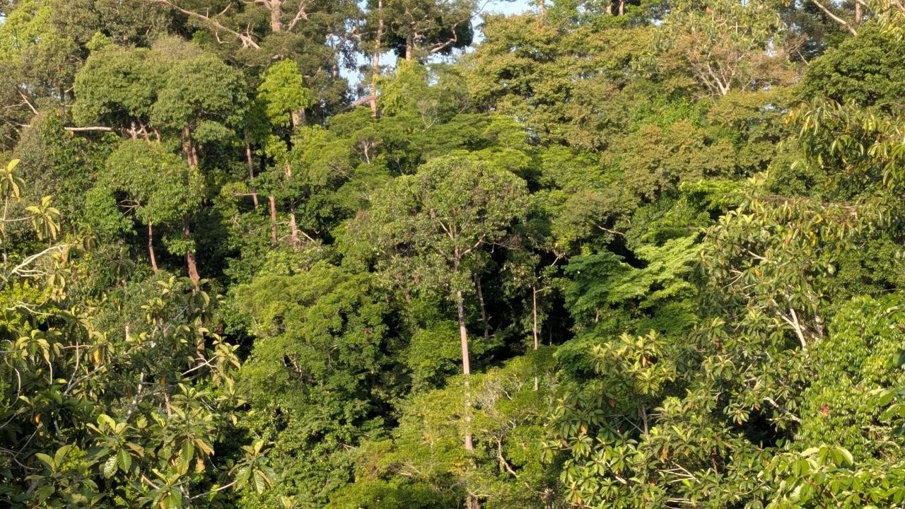 The rainforest canopy in warm afternoon light, a tangle of greens with a few dead branches, the forest climbing a slope behind.
