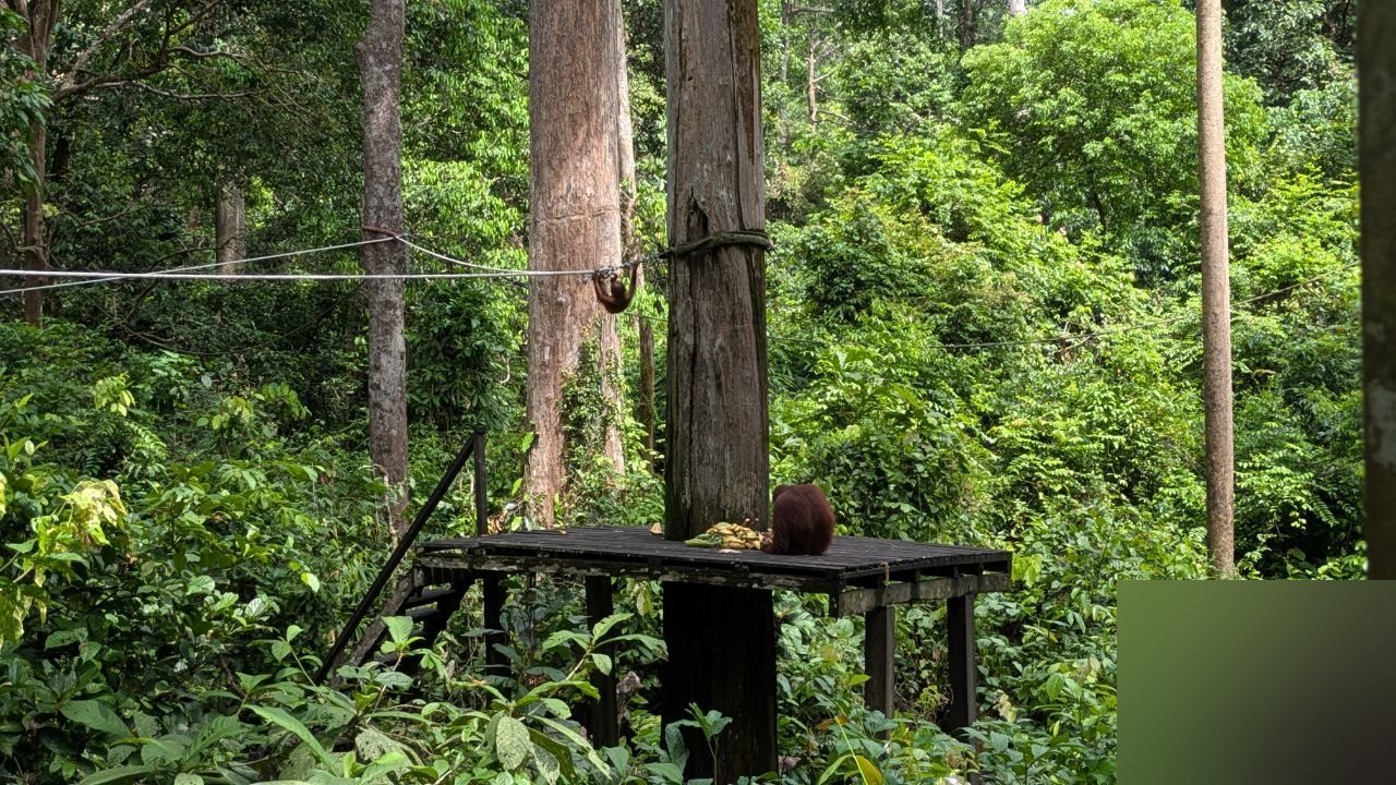 The same platform from further back: one orangutan hangs in the middle of the strung rope above the deck, a second sits on the boards in front of a bunch of bananas, dense green forest all around.