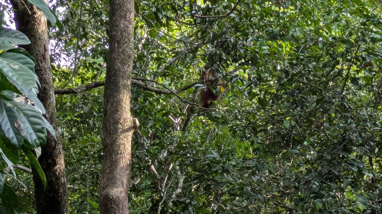 A view into a dense tree crown with the dark silhouette of an orangutan behind branches and leaves at the centre, a vertical trunk in front.