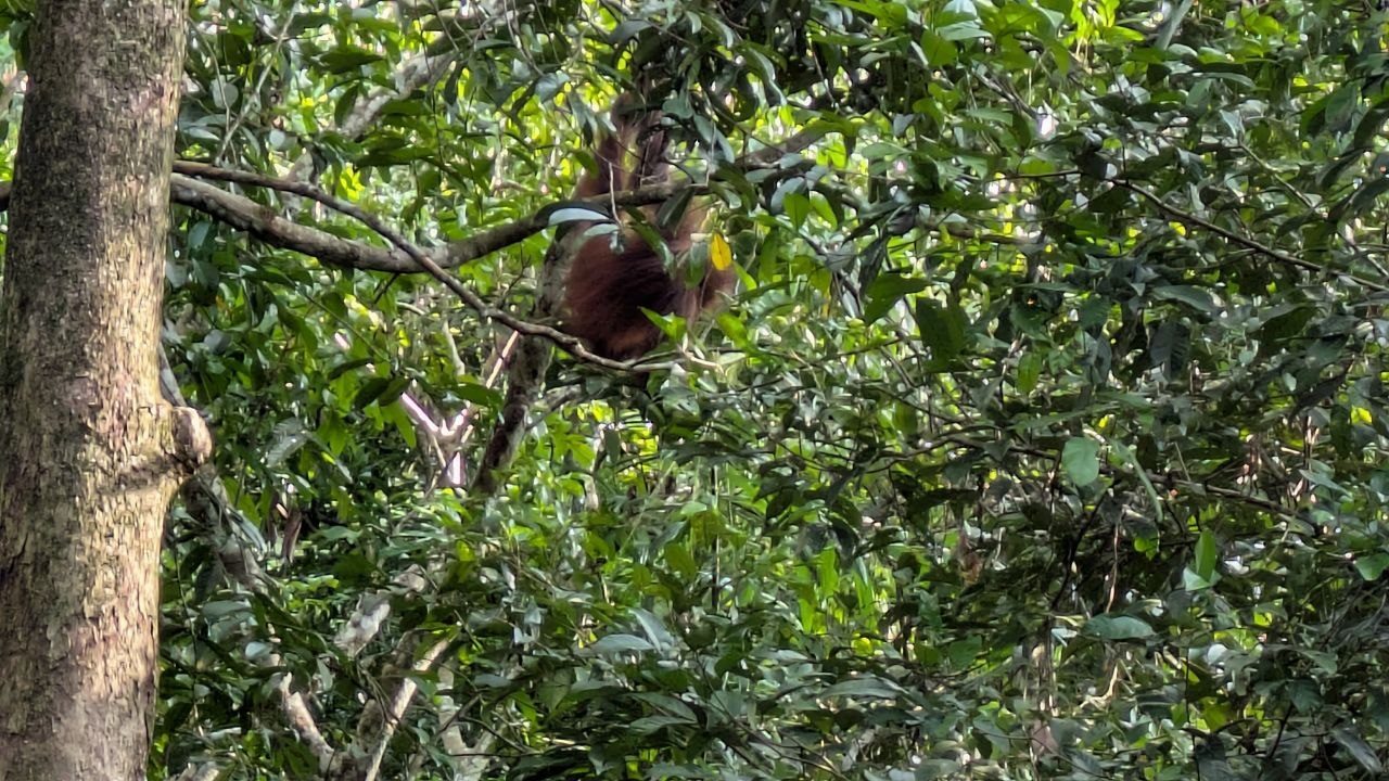 The same orangutan from slightly below: one arm reaches up into the branches, the head is hidden by leaves, a pale tree trunk on the left of the frame.