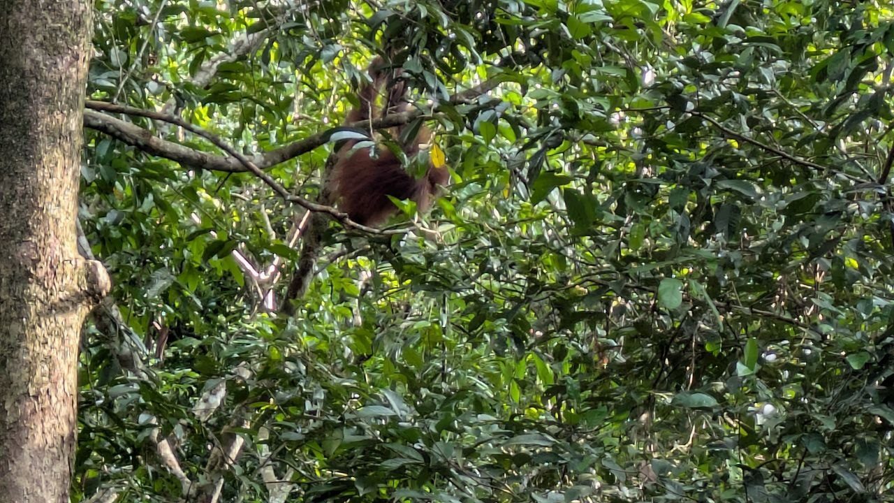 An orangutan sits hunched in a fork of a branch amid dense green foliage, its reddish-brown coat barely standing out, a yellow leaf in one hand.