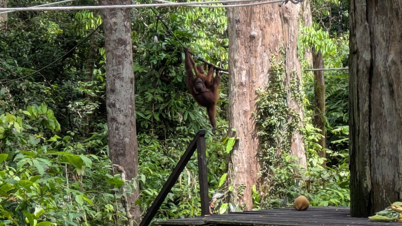 An orangutan female hangs one-armed from a taut cable above a dark wooden platform in the rainforest, an infant clinging to her back; a coconut lies on the boards in the foreground.