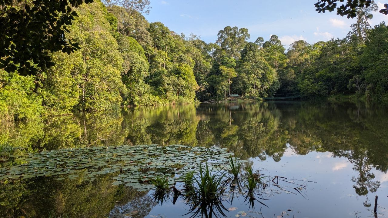 A lake enclosed by rainforest with a mirror-smooth surface, a field of water lily pads and tufts of grass in the foreground, a small shelter under tall trees on the far bank, blue sky with white clouds above.