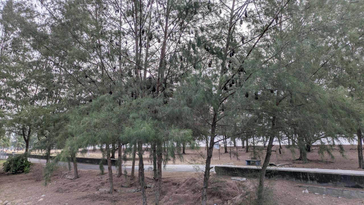 Needle trees on the beach at Tekek with dozens of dark flying foxes hanging head down among the branches; behind them a concrete path and the sandy beach.