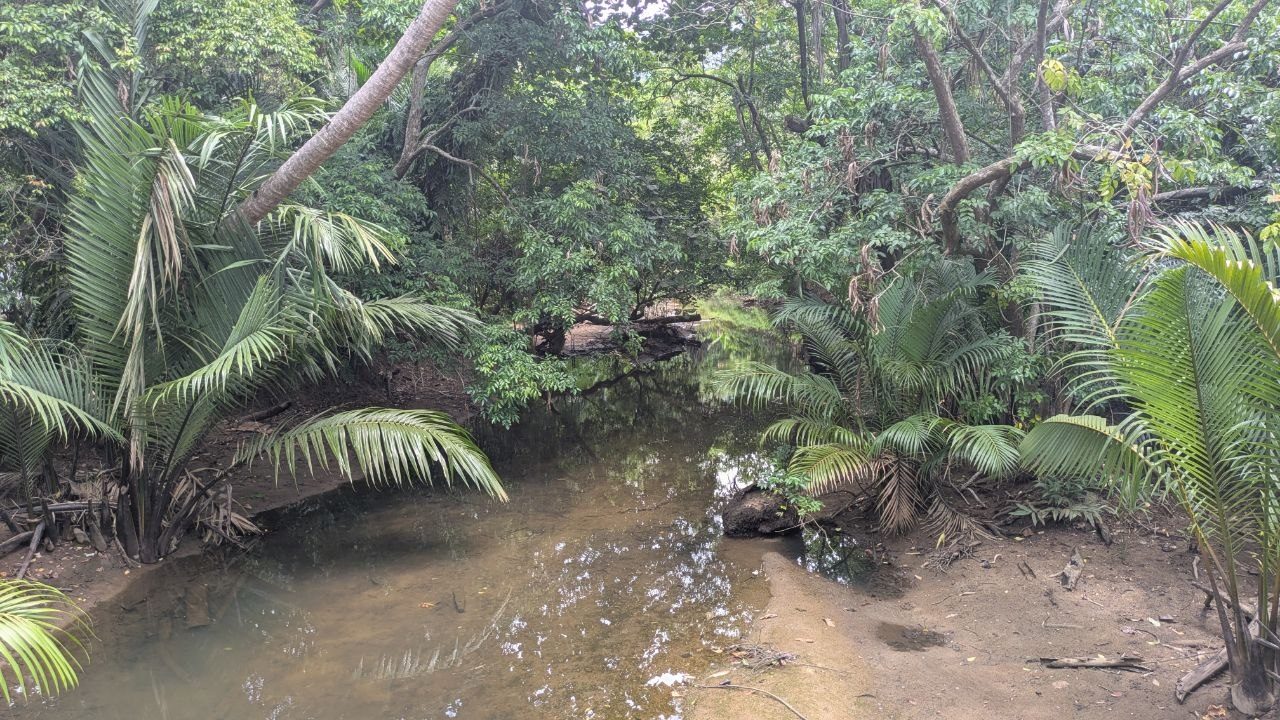 A clear, barely moving stream in the forest, palm fronds hanging over the water, a trunk lying across it.