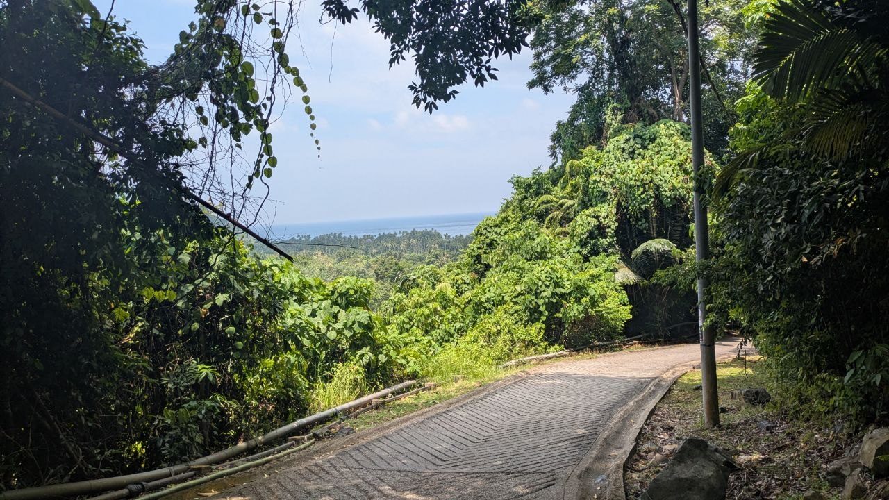 A narrow concrete track with a herringbone pattern running downhill through dense green, the canopy behind it and the sea on the horizon.