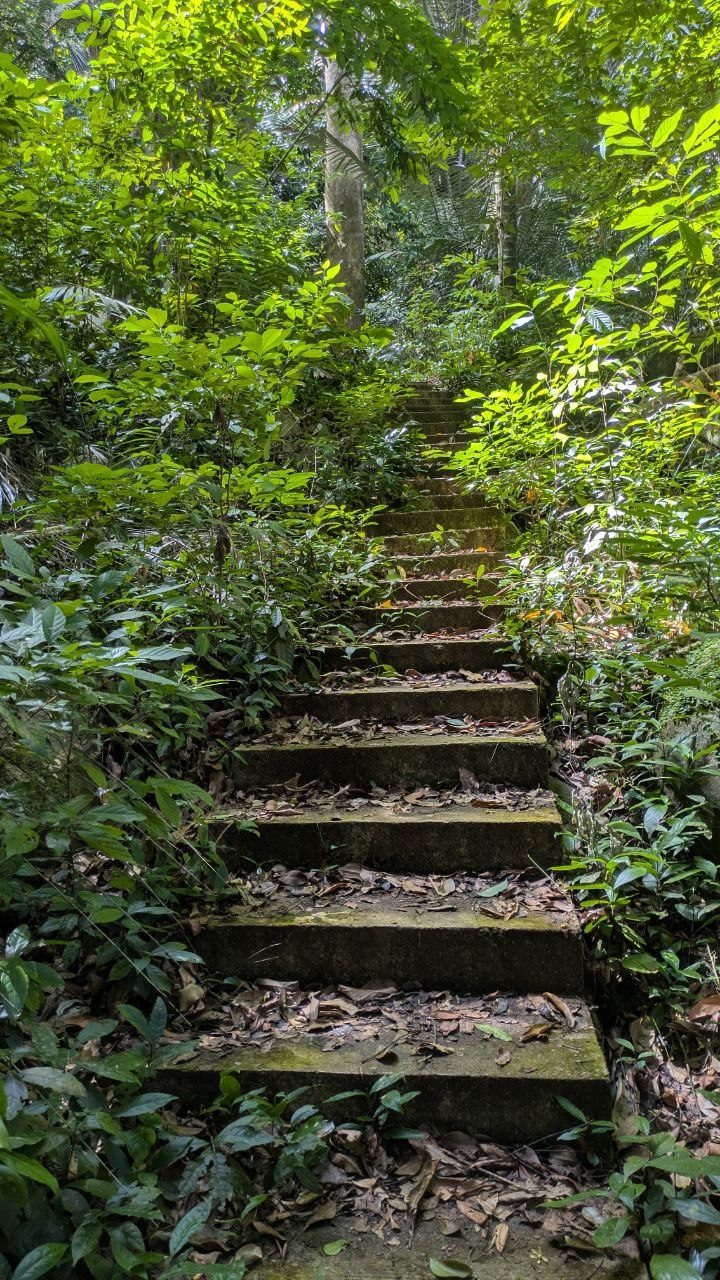 A flight of mossy concrete steps climbing the slope between ferns and undergrowth, the steps covered in dry leaves.