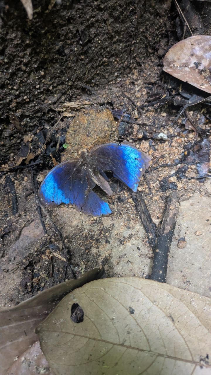 A butterfly with open wings on dark forest soil, the centre of the wings shining metallic blue, the edges brown.