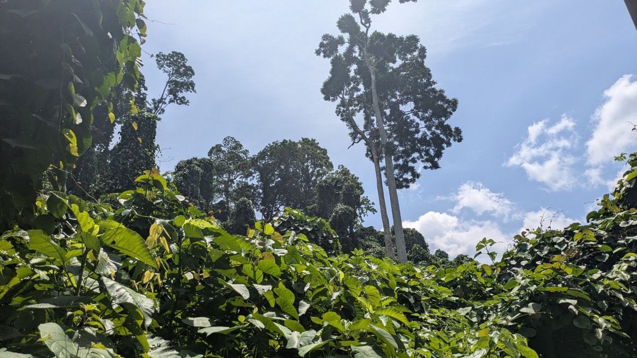 The same tree in landscape, on the left a wall of large-leaved climbers up to head height.