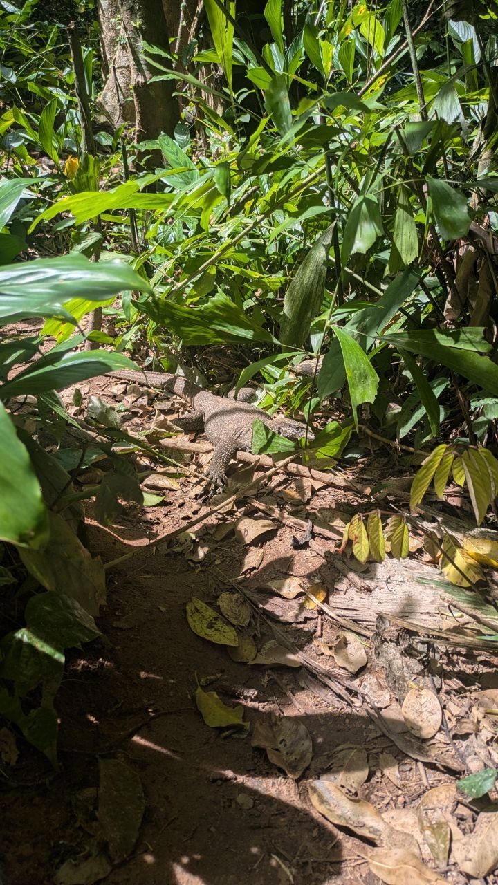 A grey-brown monitor lizard lying on the earth path between broad green leaves and dry litter.