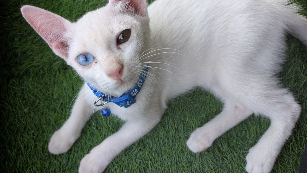 A white cat with one blue and one amber eye lying on artificial turf, wearing a blue collar with a bell.